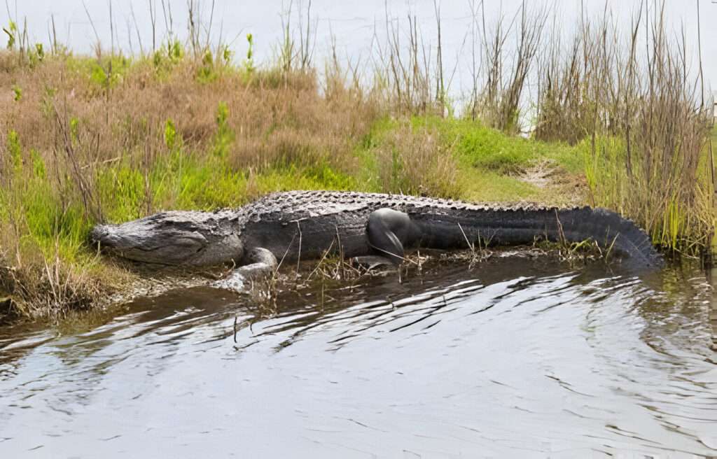 What is the Best Part of the Everglades?