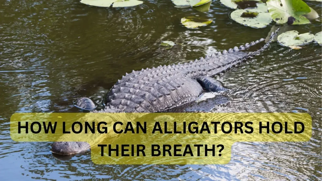 Alligators Hold Their Breath