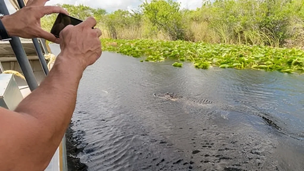 Where Can I See a Florida Gator When Riding an Airboat?