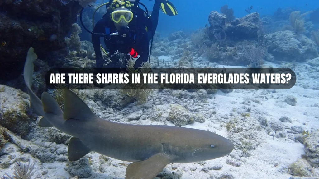 Are there sharks in the florida everglades waters?