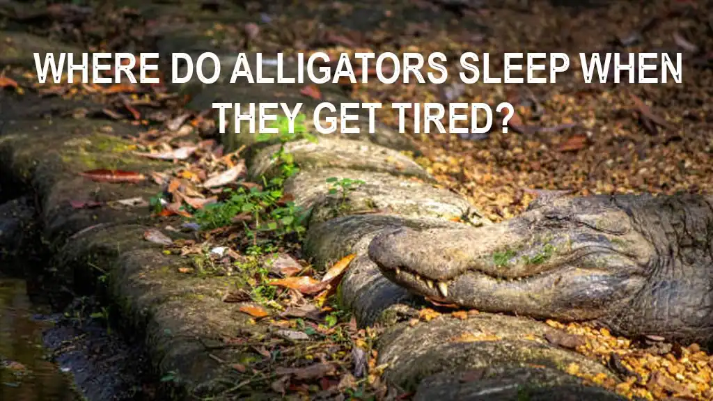 WHERE DO ALLIGATORS SLEEP WHEN THEY GET TIRED?